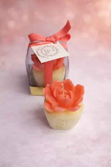 SUKULENT MUM 7 MODELİ