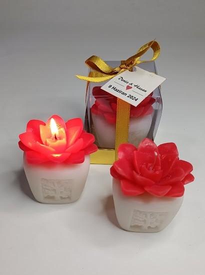  SUKULENT MUM 6 MODELİ